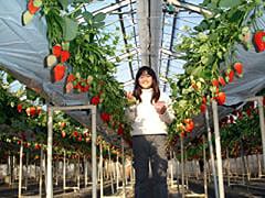 Strawberry Farm Yoichiro Orchards Ltd.