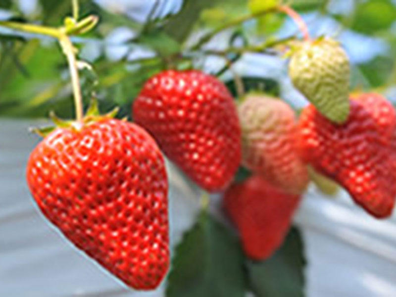 Fruit Garden Yamagata Japan Fruits Information on Fruit and Fruit