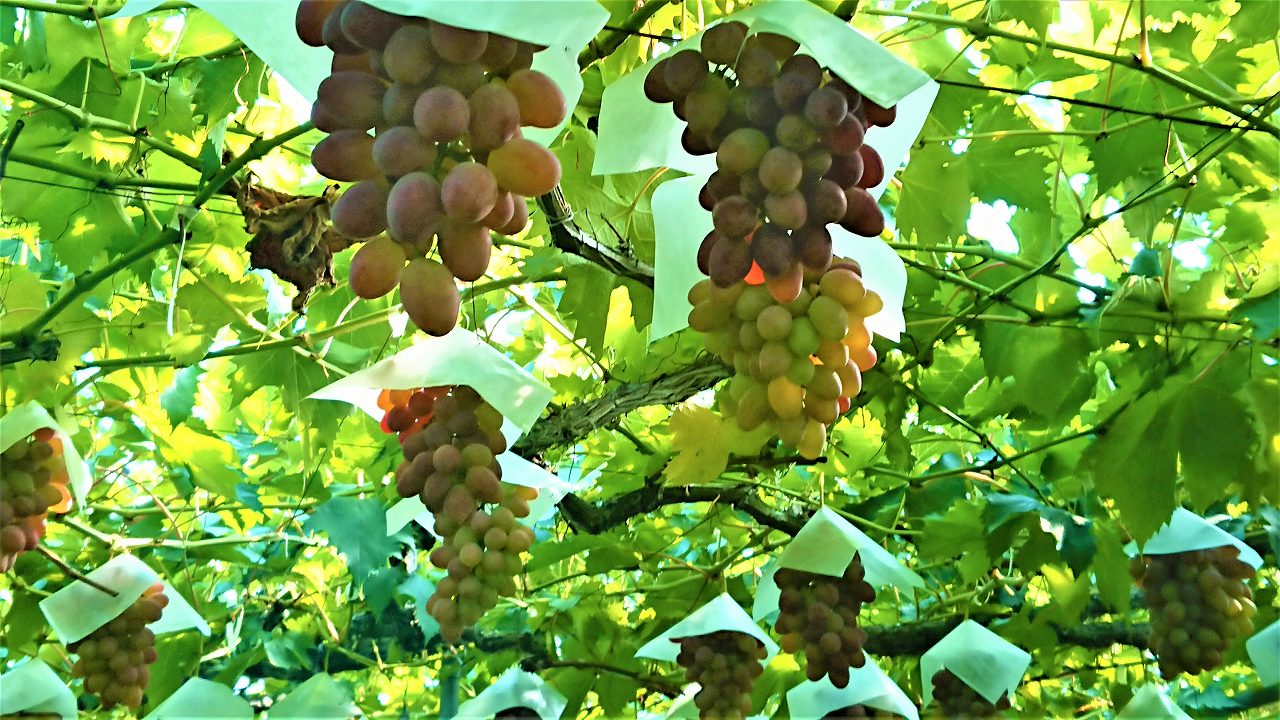 ジャン・メッツァンジェ、「NATURE MOETE AUX FRUITS」 ジャン・メッツァンジェ、「NATURE MOETE AUX FRUITS」 - メルカリ