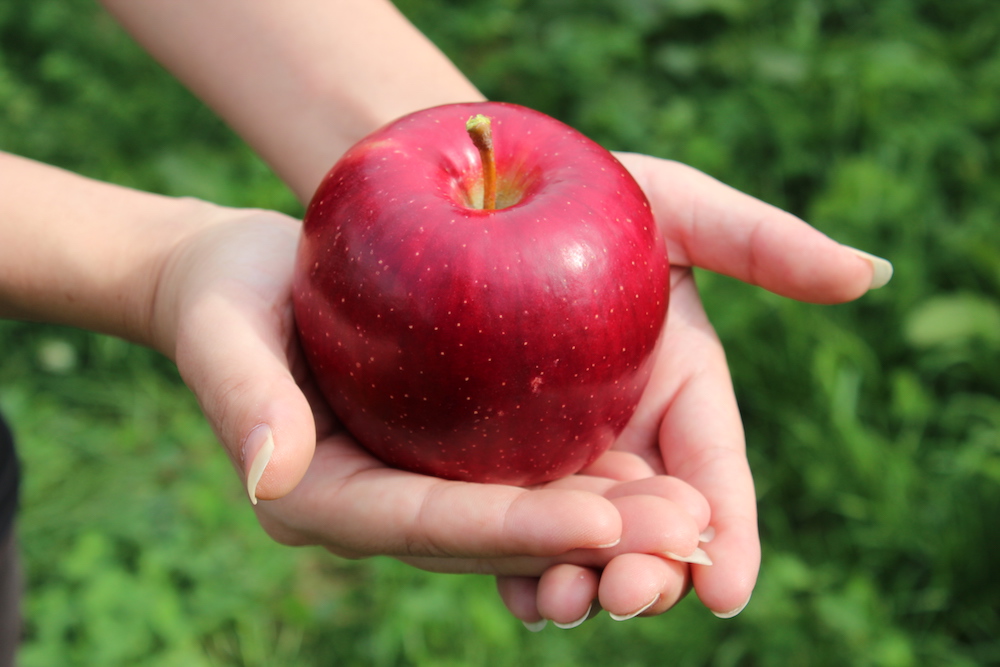 Apple - 味村② Tamura Apple Farm | Japan Fruits - Information on Fruit and