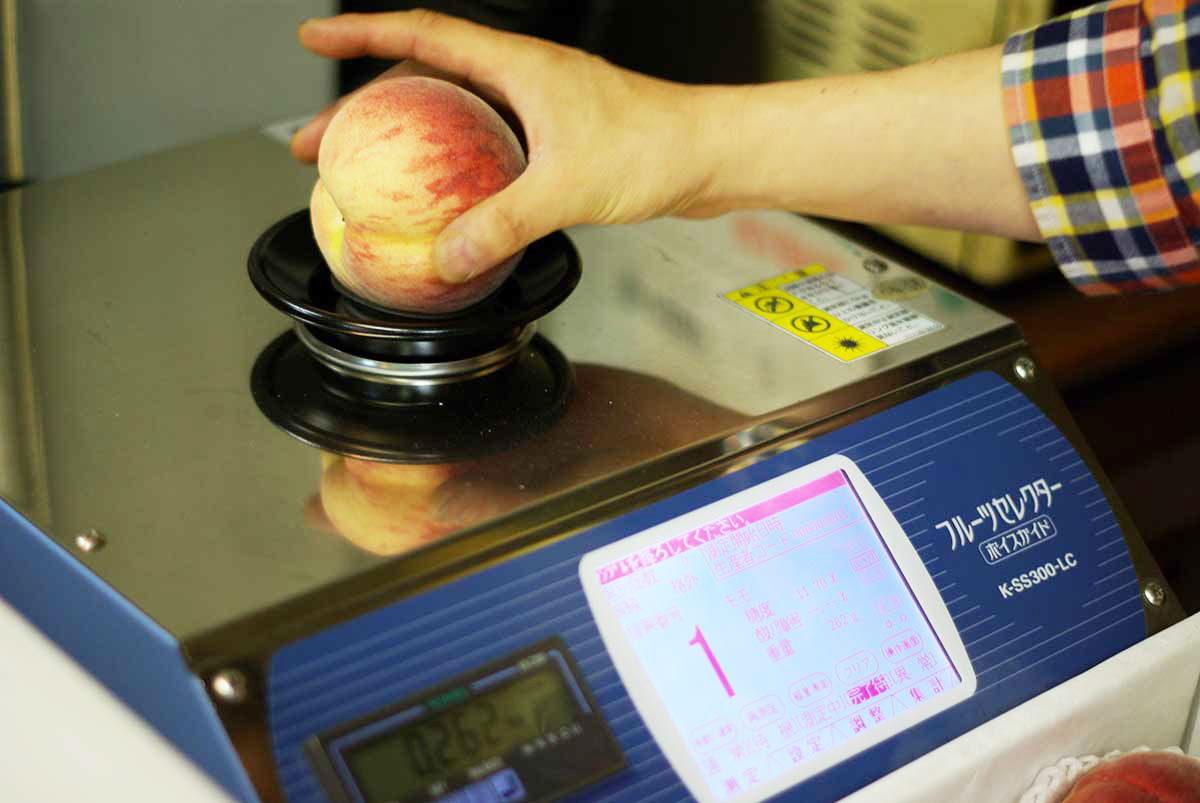 日本の果物の甘さの秘密がここに！ 「フルーツセレクター」の魅力に 