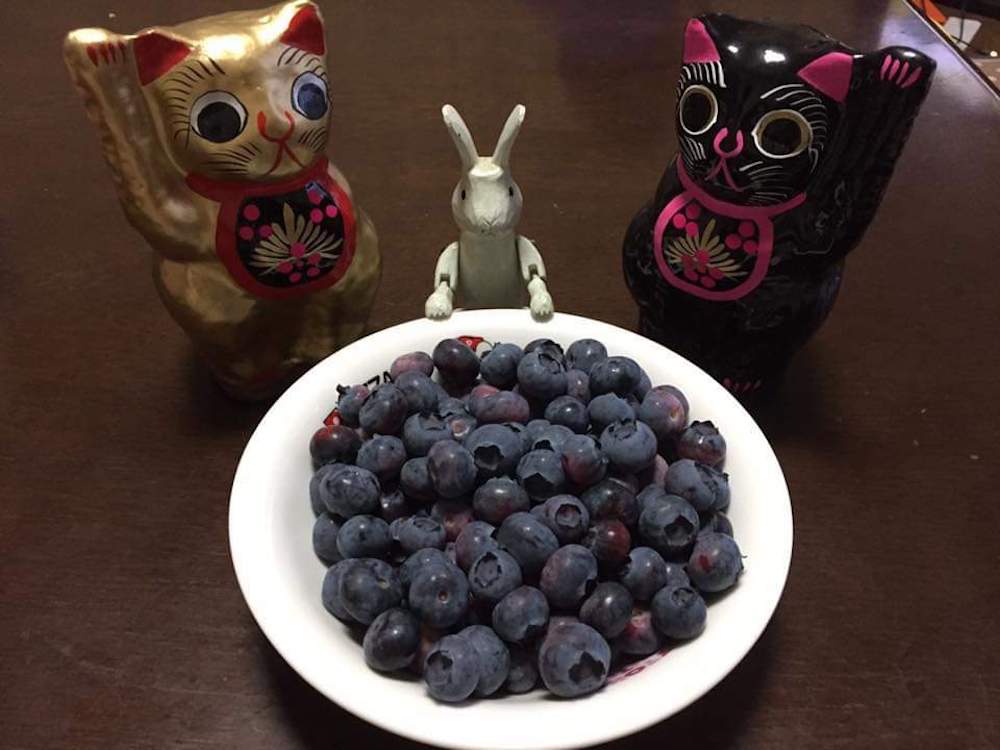 角田農園 | Japan Fruits - 日本のフルーツ狩り・フルーツ情報サイト